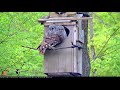 Monday Morning Preening Session For Owlets | WBU Barred Owl Cam – May 6, 2019