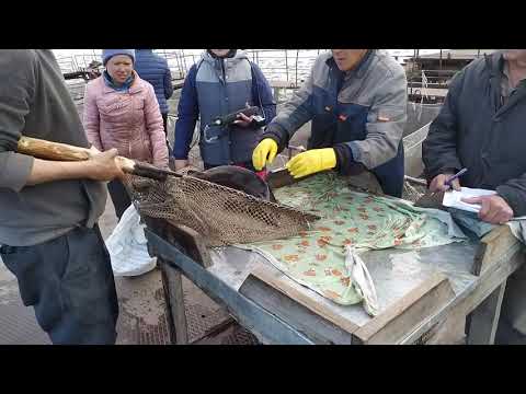 УЗИ для осетра