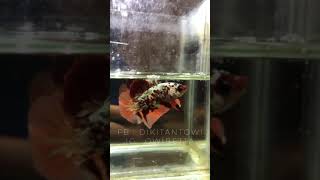 Orange Wash Koi Copper