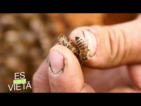 Video: Kāpēc Bitēm Vajadzīgs Medus?