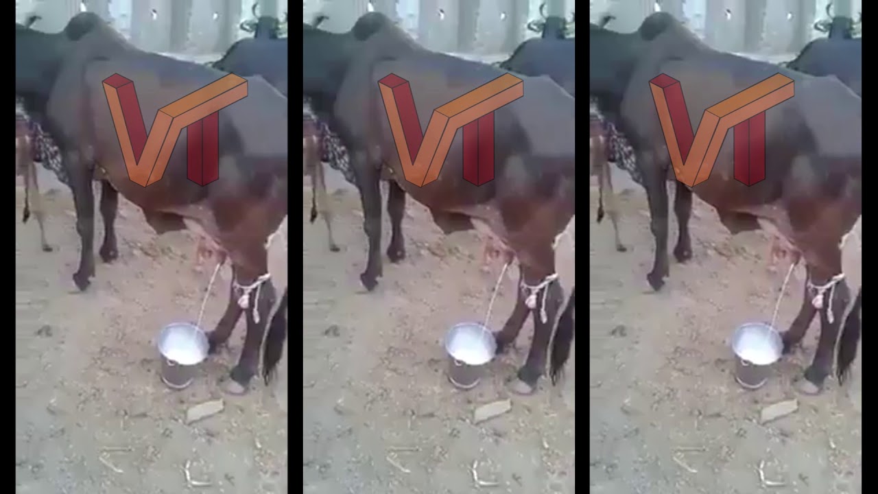 camera iphone 8 plus apk Cow Cheesecloth milk own || Viral Today