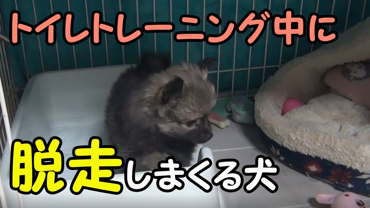 トイレトレーニング中に脱走しまくるポメチワぽんず チワワ ポメラニアン 子犬 犬動画のイヌドーガ