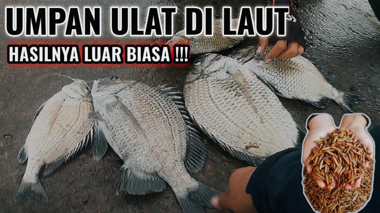TEST UMPAN ANDALAN LARVA MAGGOT UNTUK MANCING IKAN BABON DI DERMAGA LAUT