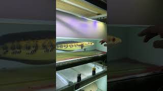 Download Lagu mainin ikan channa maru kuning😱🎉 #channa #beranda #ikan #limbata #shortvideo #shorts #maruys #maru MP3