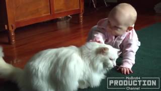 Babies annoying cats – Funny baby \& cat compilation