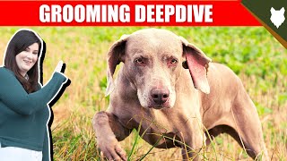 WEIMARANER GROOMING DEEPDIVE