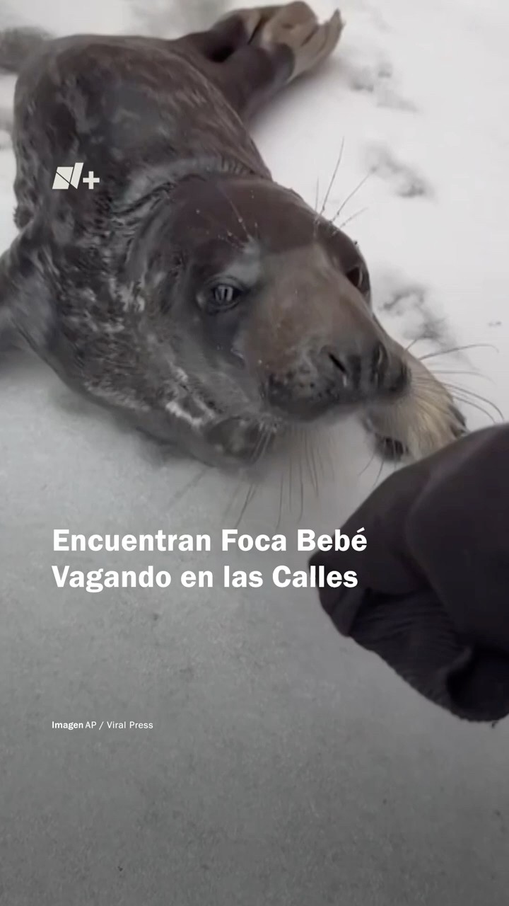 Policías encuentran foca bebé vagando en las calles de Connecticut - N+ #shorts