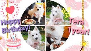 🎊Happy B-Day! Tera turns 1!🎉 - Japanese Spitz by Tera & Luna 203 views 2 years ago 1 minute, 23 seconds