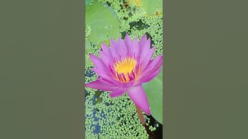 Thumbnail of Admiring the beauty of Water lily mini pond 10.05: Enjy rural life & nature #rurallife #nature
