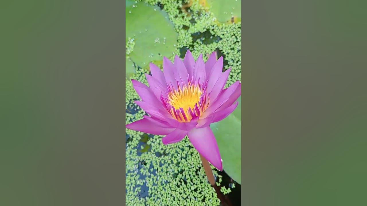 Admiring the beauty of Water lily mini pond 10.05: Enjy rural life & nature #rurallife #nature
