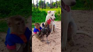 cute monkey dog and chicken A funny moments #subscribe #shorts #monkey