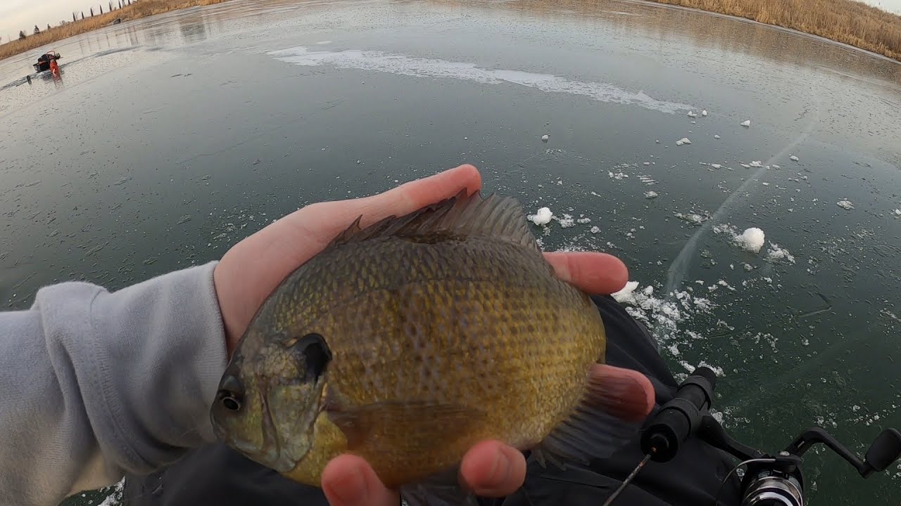 Iowa Panfish Ice fishing (Bluegill, Crappie, and Bass) YouTube