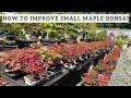 How to improve your small Maple Bonsai