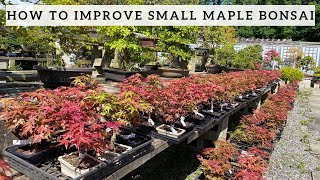 How to improve your small Maple Bonsai