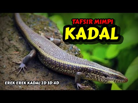 Tafsir Mimpi Kadal & Erek Erek Kadal 2D 3D 4D