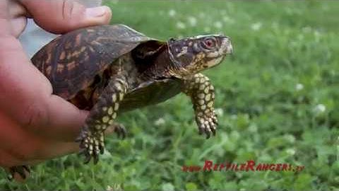 About Box Turtles - Sexing and Other Fun Facts - Official Reptile Rangers Video