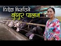 बुंगुरको व्यापार, लाखौंको कारोबार :  यस्तो छ नेपालकै अत्याधूनिक बुंगुर फार्म | Pig Farming in Nepal