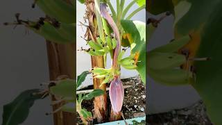 BANANA TREE UPDATE 🍌 OUR TREES GROW REAL FAST #nicaragua #nicaragualiving #nicaraguatravel