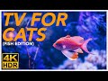 TV FOR CATS 📺 - 20 Hours of Underwater Fish Videos for Cats! (BIRD TV 4K) image