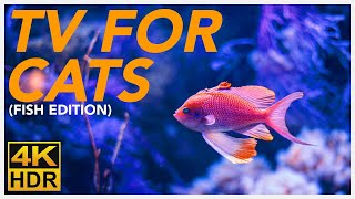 TV FOR CATS   20 Hours of Underwater Fish Videos for Cats! (BIRD TV 4K)