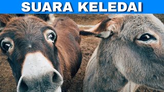 Efek Suara Keledai | Donkey Sound Effect