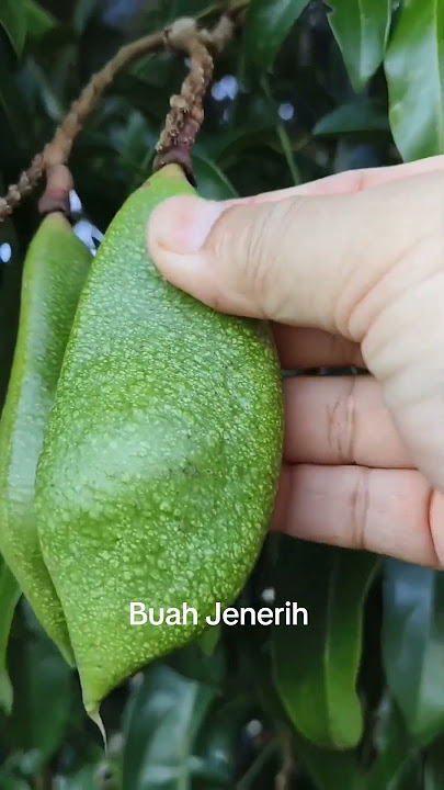 Pucuk Jenerih adalah sejenis ulaman dan sayuran hutan sebenarnya.