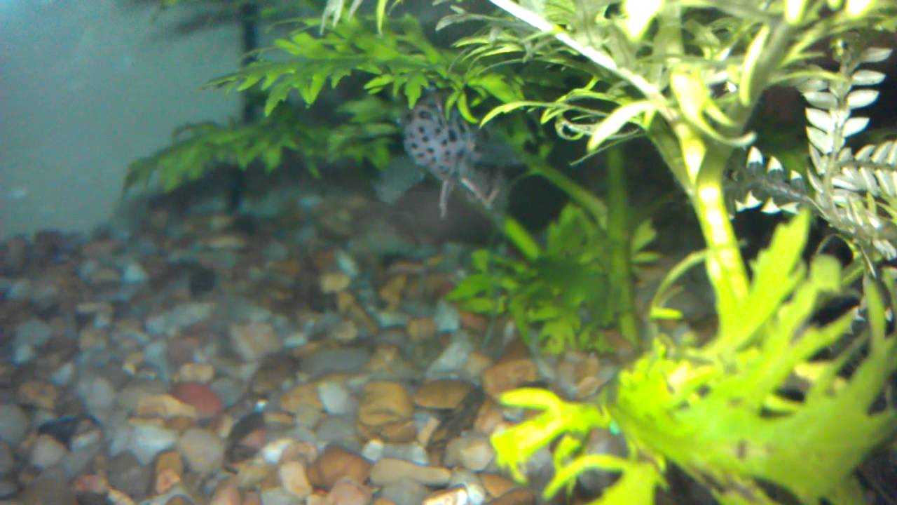 Fish with Ick Disease YouTube