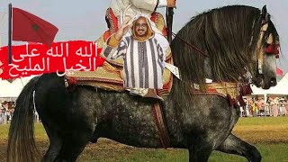 الله الله على الحصان لزرگ الله يحفظو |moroccan horses , arab_barb