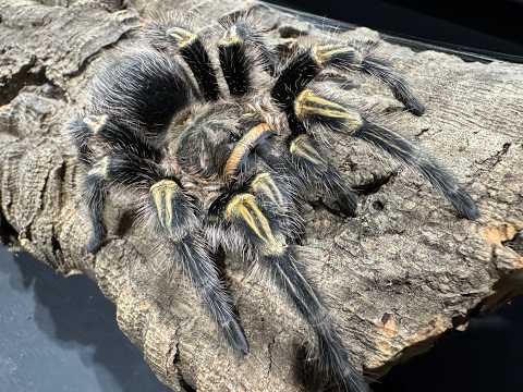 Grammostola pulchripes, Chaco Golden Knee a closer look