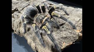 Grammostola pulchripes, Chaco Golden Knee  a closer look