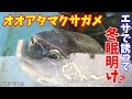 [最も欲しかった] クサガメ 屋外飼育 207898-クサガメ 屋外飼育