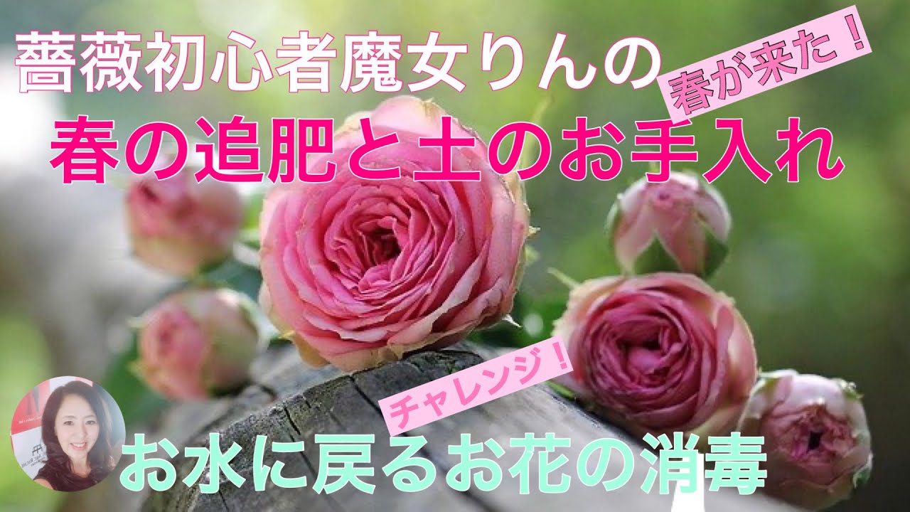 初めての薔薇 初心者魔女りんのガーデン作り 春の追肥と消毒と土のお手入れ ガーデニング 薔薇 お庭作り Vlog Youtube