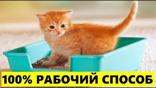 Как быстро приучить котенка к лотку? Быстрый и реальный способ.