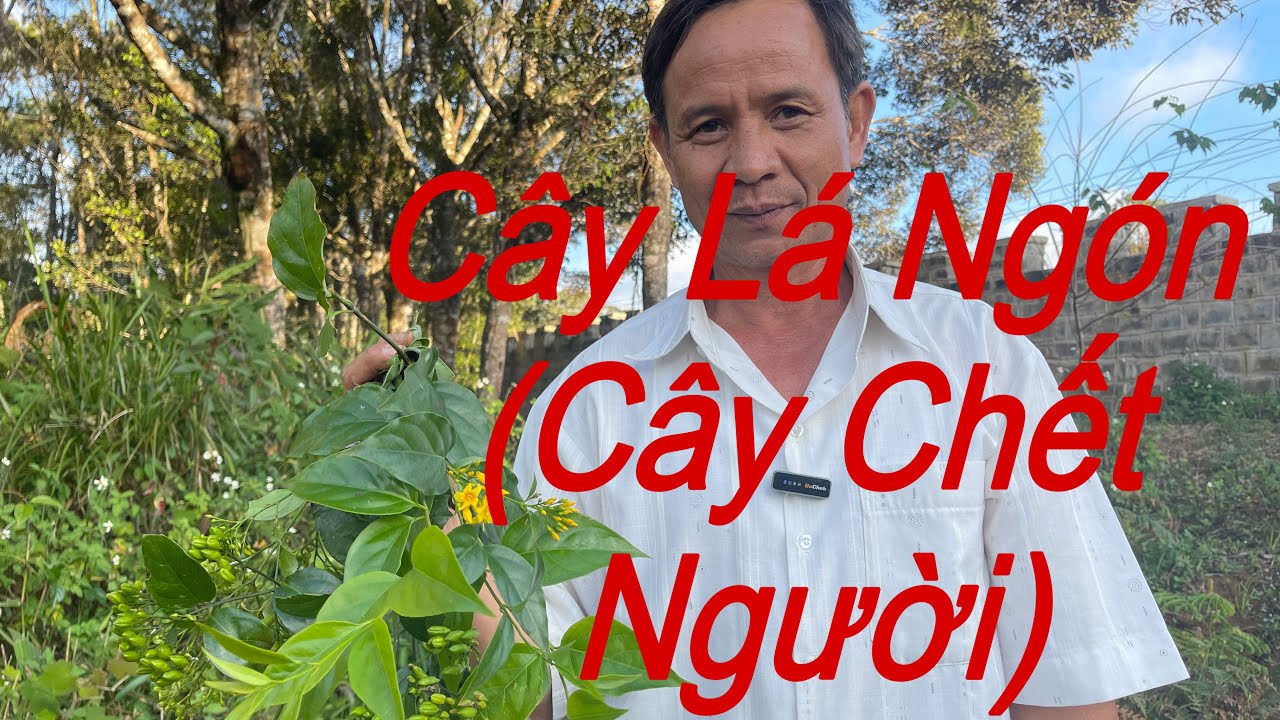 Cây Lá Ngón(Đoạn Trường Thảo)Cây Cực Độc Gây Chết Người Chú Ý☠️