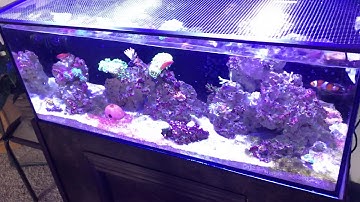 Cobalt Aquatics C-Vue 40 Update June 17th