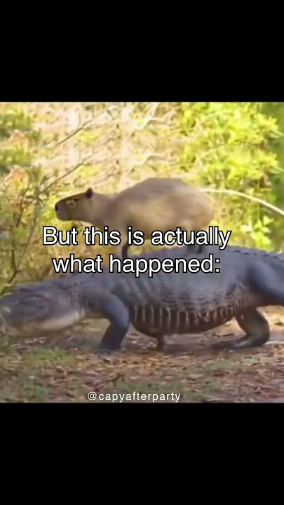 What happened after capy took the crocodile taxi #capybara #shorts