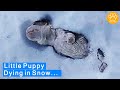 A weekold puppy found buried in snow rescued  paws in need