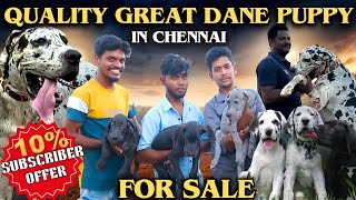 QUALITY GREAT DANE PUPPY IN CHENNAI | GREAT DANE | #greatdane #dog #doglovers @gowthamirfan3858