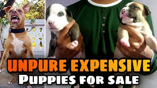 New Born Pitbull Puppies Available For Sale || Pitbull Babies Available For New Home || Vlogrsh by VLOGRSH 2,404 views 2 years ago 7 minutes, 20 seconds