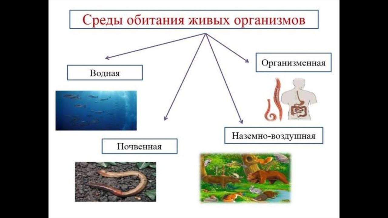 Больше всего живых организмов находится