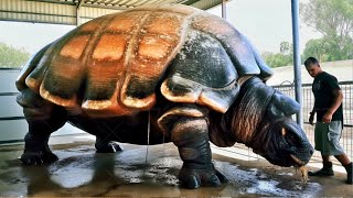 20 Turtles You Won't Believe Exist - YouTube