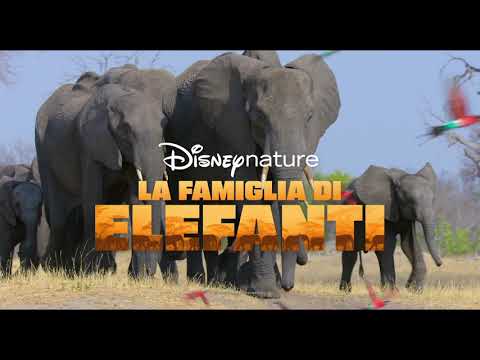 Disneynature: La Famiglia di Elefanti e Echo, Il Delfino | Disney+ | In Streaming dal 3 Aprile
