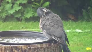 Peter the pigeon 15 looking forlorn in the rain.