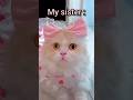 My Situation On Eid Day 😂 #cat #cute #eid #catvideos #funny