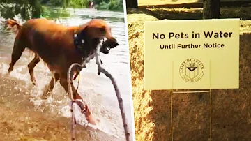 Why Your Dogs Should Stay Out of Lakes and Ponds