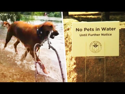 Video: Vai Elsinore ezerā ir atļauti suņi?