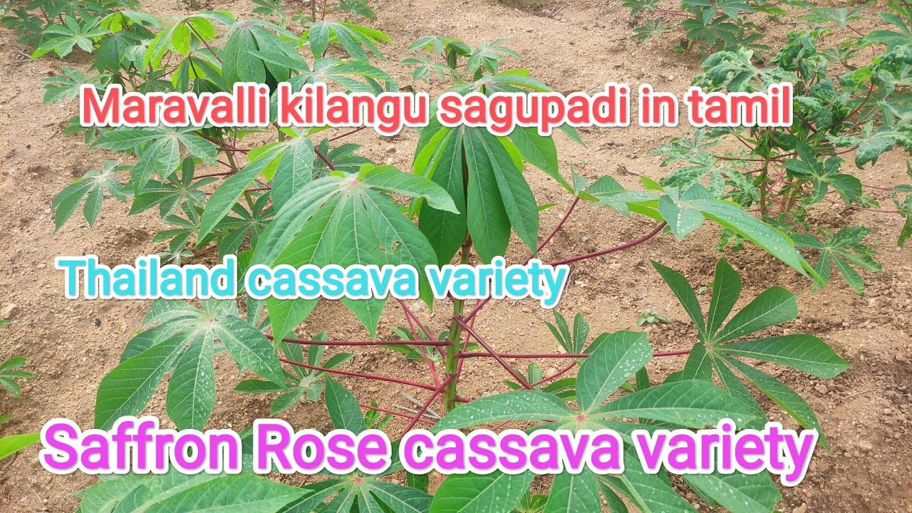 Maravalli kilangu sagupadi in tamilmanihot esculenta Tapioca cassava farming tips thailand tuber