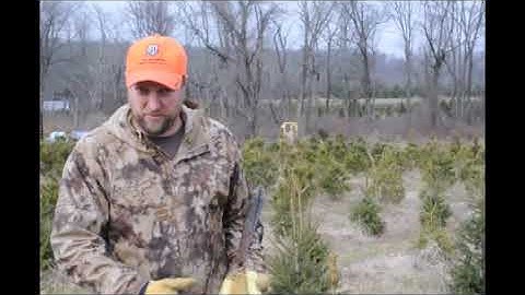 How to Prune a Spruce Tree