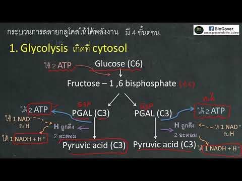 ขีววิทยา : สรุปกระบวนการ Glycolysis