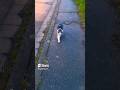 #kitten #cat #katze #haustiere #pet #cute #cuteanimals #petcare #shorts #youtubeshorts #fürdich
